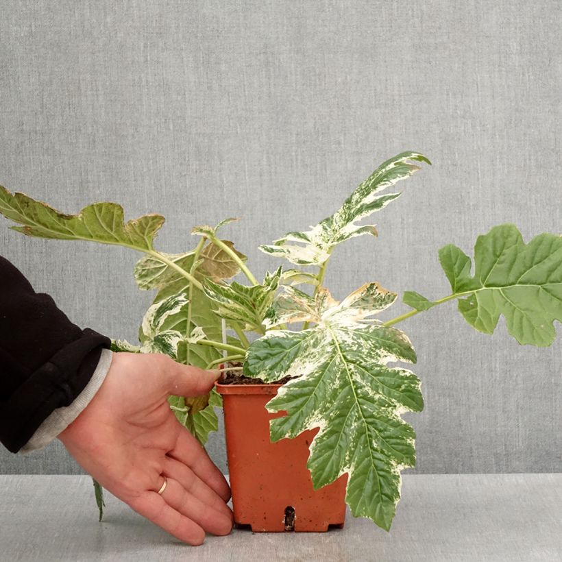 Acanthus mollis Whitewater - Bear's Breech 1L/1.5L pot sample as delivered in spring