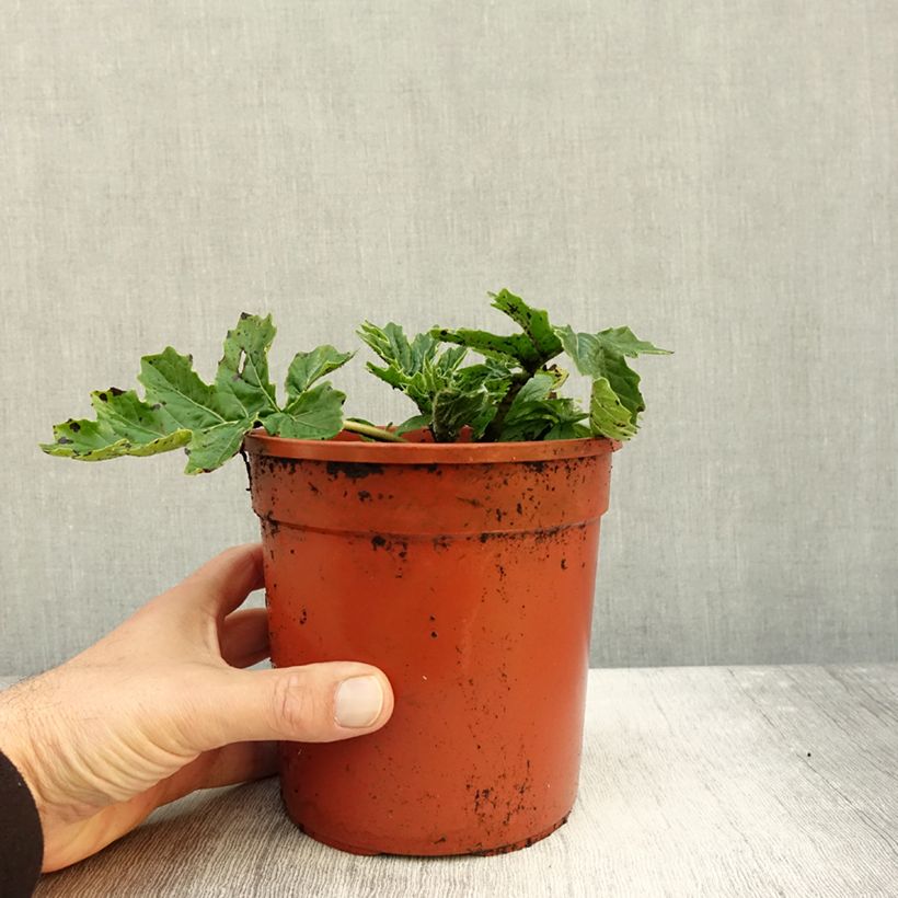 Acanthus mollis Whitewater - Bear's Breech 2L/3L pot sample as delivered in autumn