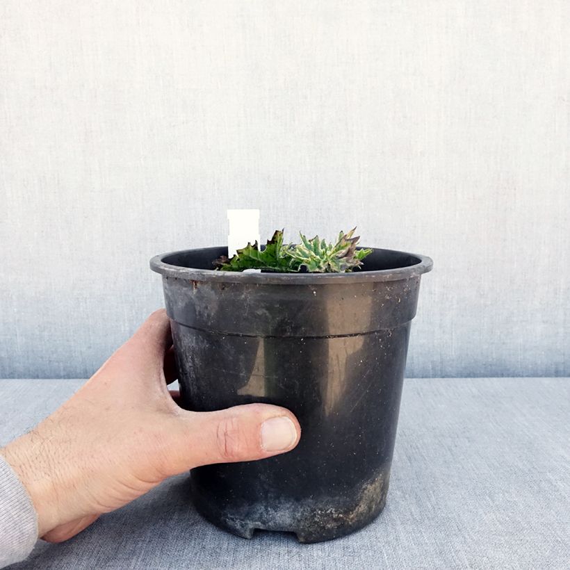 Acanthus mollis Whitewater - Bear's Breech 2L/3L pot sample as delivered in spring