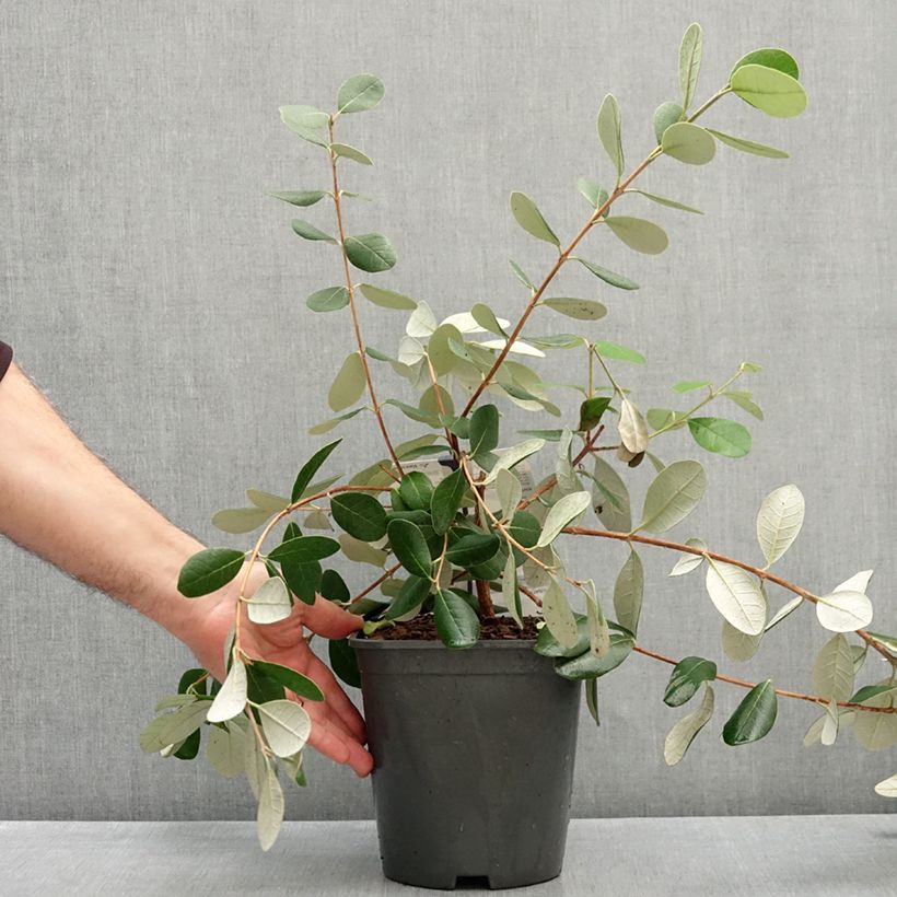 Feijoa sellowiana Coolidge 4L/5L pot sample as delivered in autumn