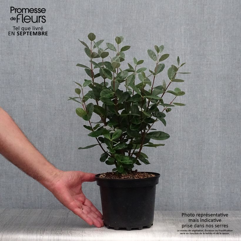 Acca sellowiana 2L/3L pot sample as delivered in autumn