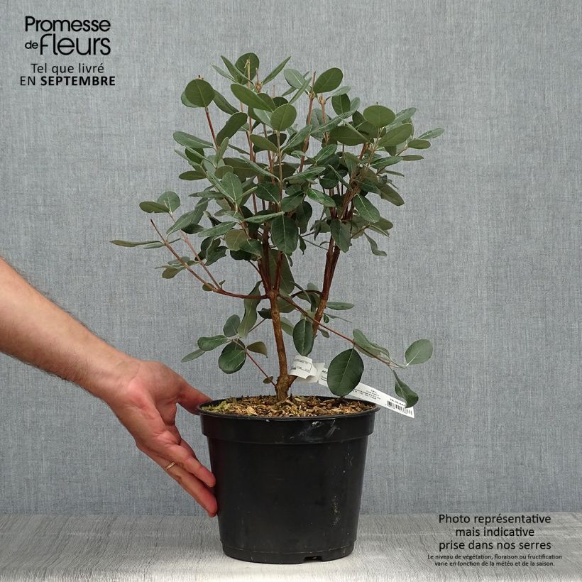 Acca sellowiana 4L/5L pot sample as delivered in autumn