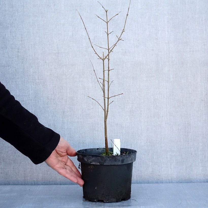 Acer buergerianum - Maple 2L/3L pot sample as delivered in winter