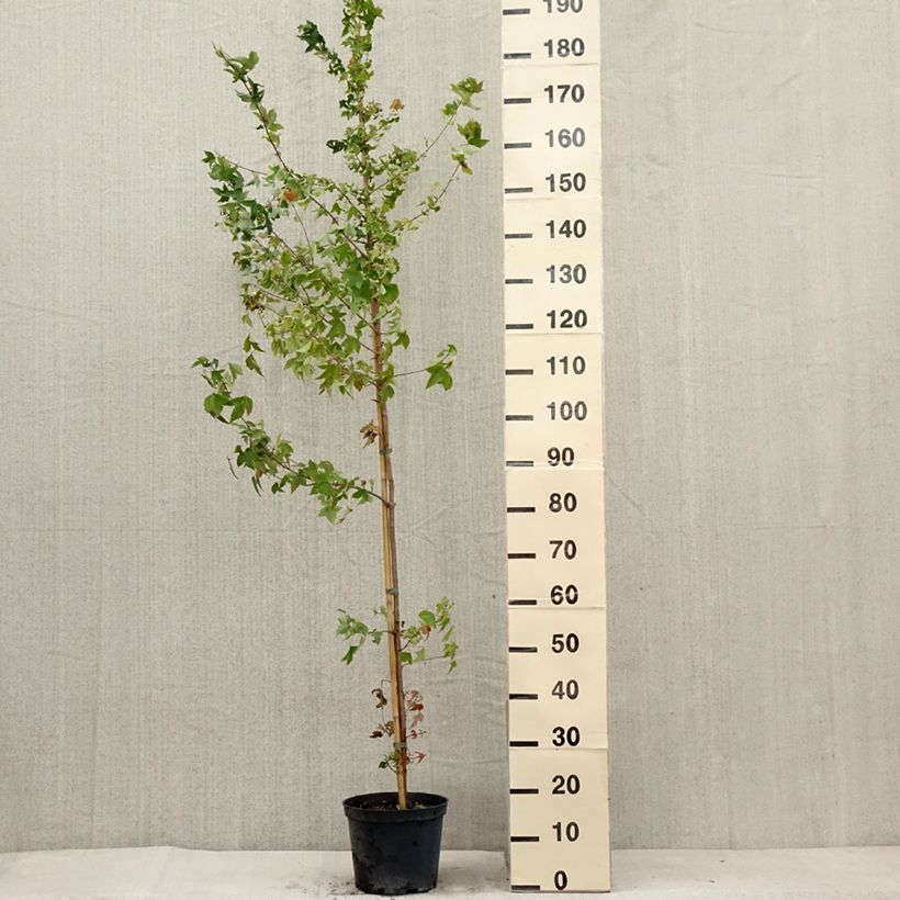 Acer buergerianum - Maple 4L/5L pot sample as delivered in summer