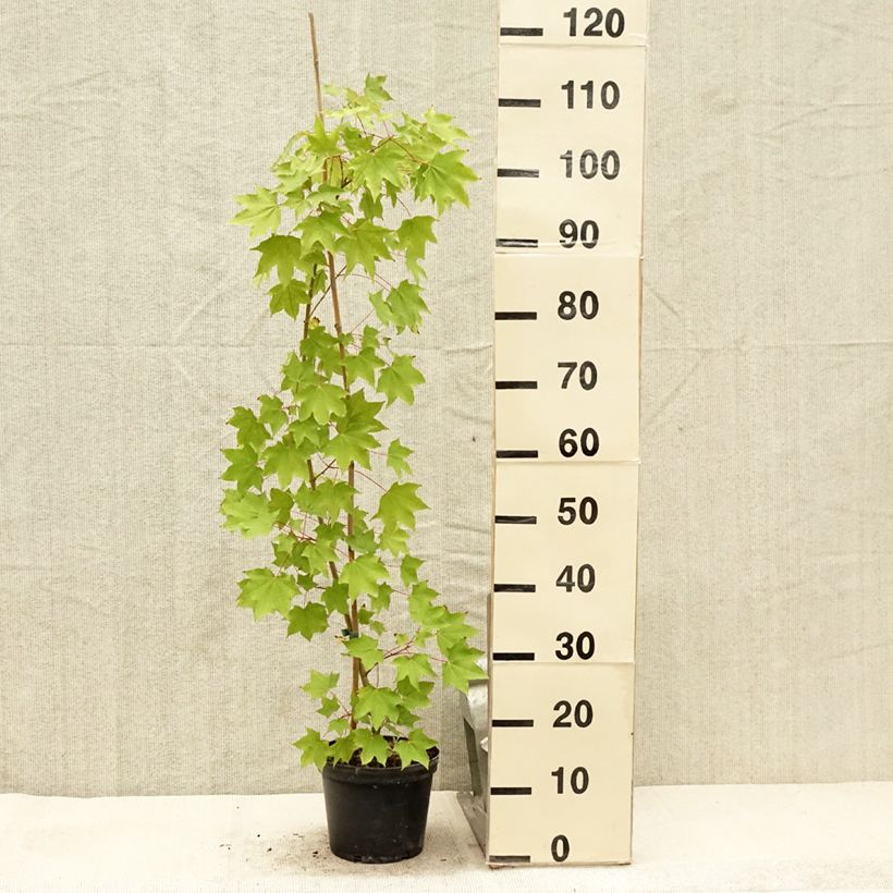 Acer cappadocicum Rubrum - Maple 3L/4L pot sample as delivered in summer