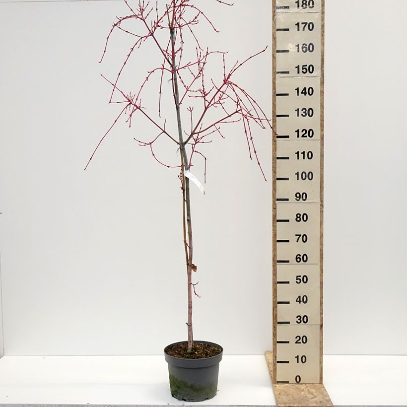 Acer conspicuum Red Flamingo - Maple 7.5L/10L pot sample as delivered in winter