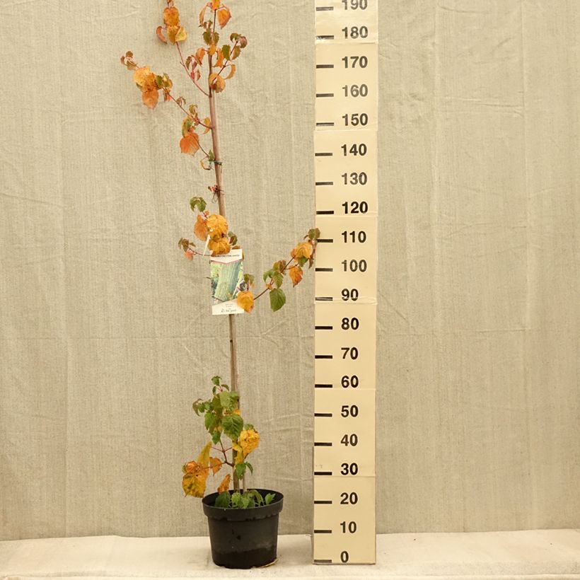 Acer davidii - Maple 7.5L/10L pot sample as delivered in autumn