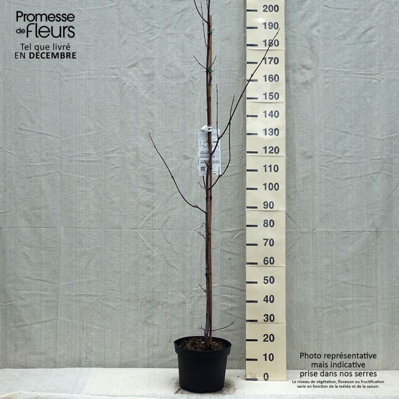 Acer davidii - Maple 7.5L/10L pot sample as delivered in winter