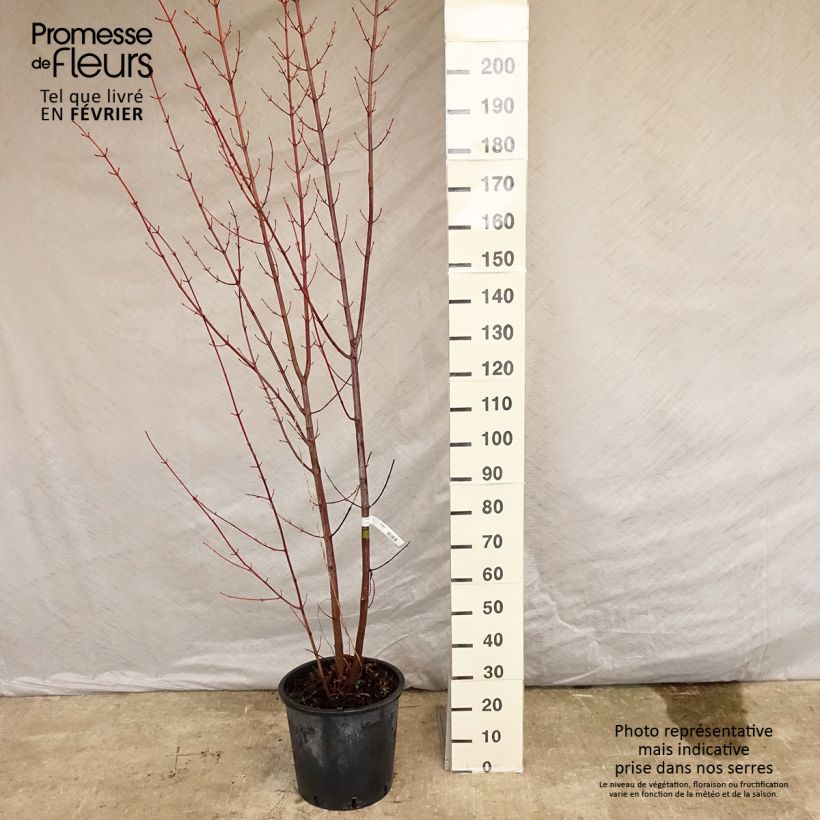 Acer davidii - Maple 20L/25L pot sample as delivered in winter