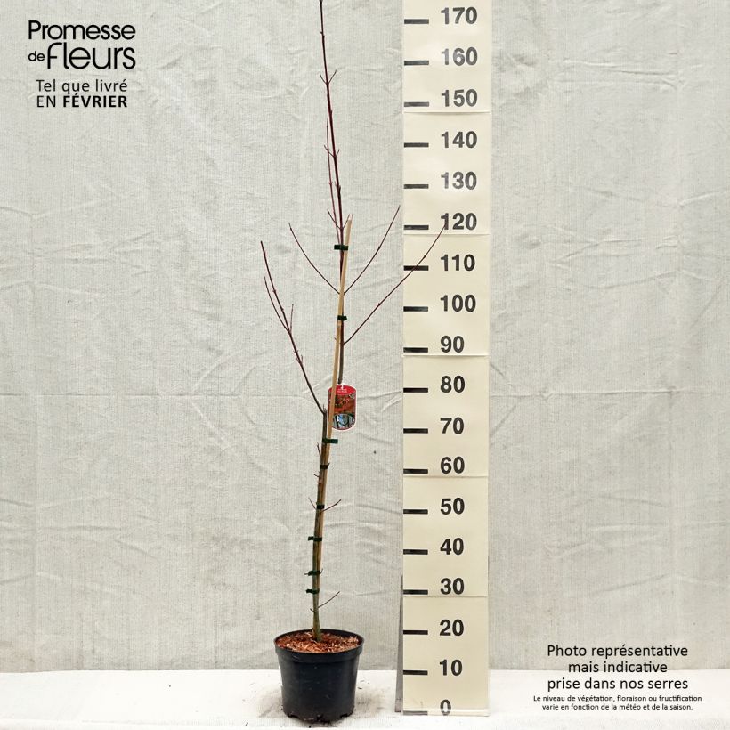 Acer davidii - Maple 4L/5L pot sample as delivered in winter