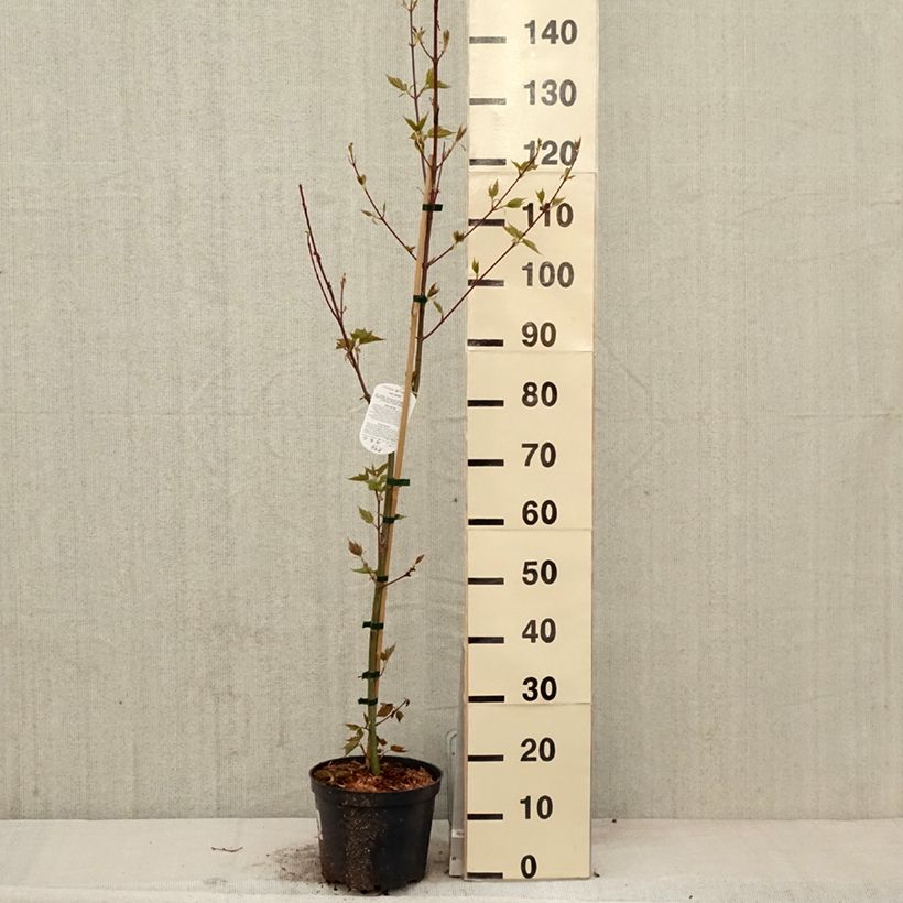 Acer davidii - Maple 4L/5L pot sample as delivered in spring