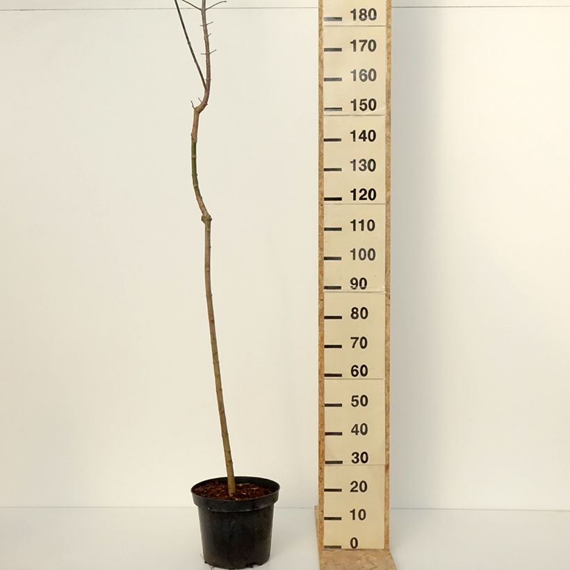 Acer negundo Auratum - Boxelder maple 7.5L/10L pot sample as delivered in winter