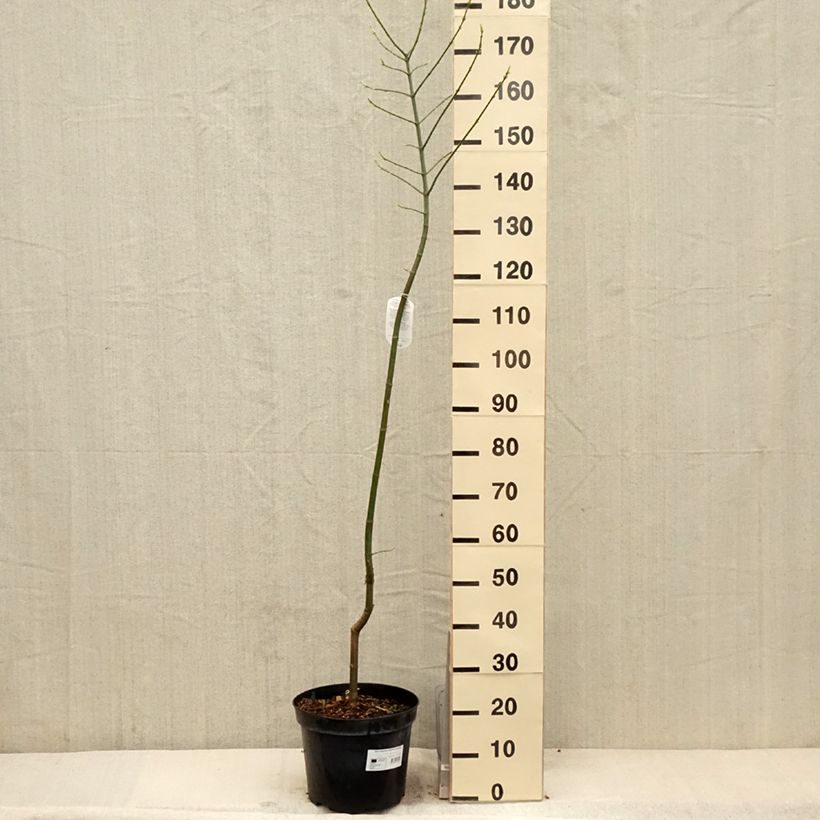 Acer negundo Aureomarginatum - Maple 7.5L/10L pot sample as delivered in spring