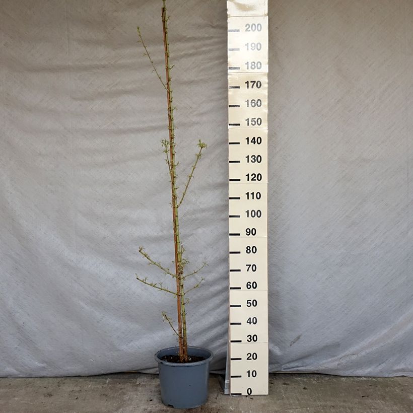 Acer negundo Flamingo - Maple 7.5L/10L pot sample as delivered in spring
