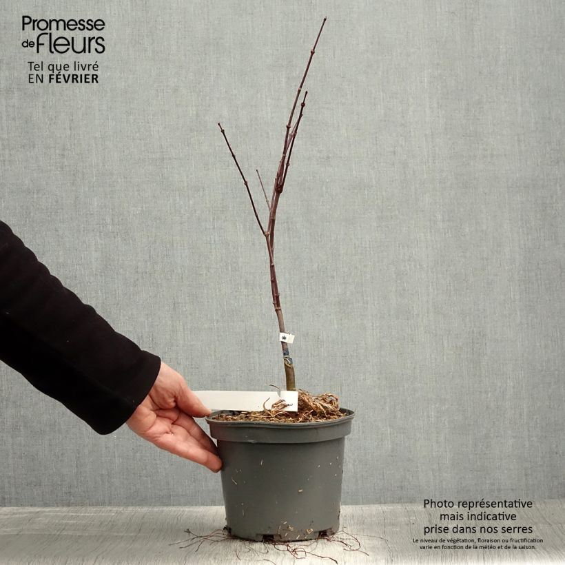 Acer palmatum Dissectum Atropurpureum - Japanese Maple 3L/4L pot sample as delivered in winter