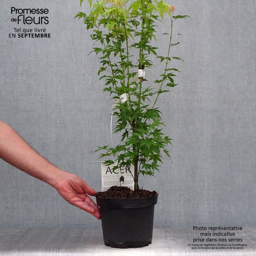 Acer palmatum Orange Dream - Japanese Maple 3L/4L pot sample as delivered in autumn