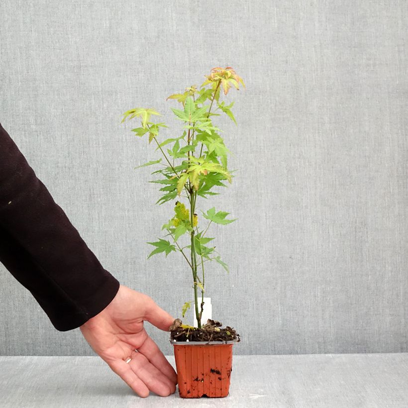 Acer palmatum Orange Dream - Japanese Maple 8/9 cm pot sample as delivered in autumn