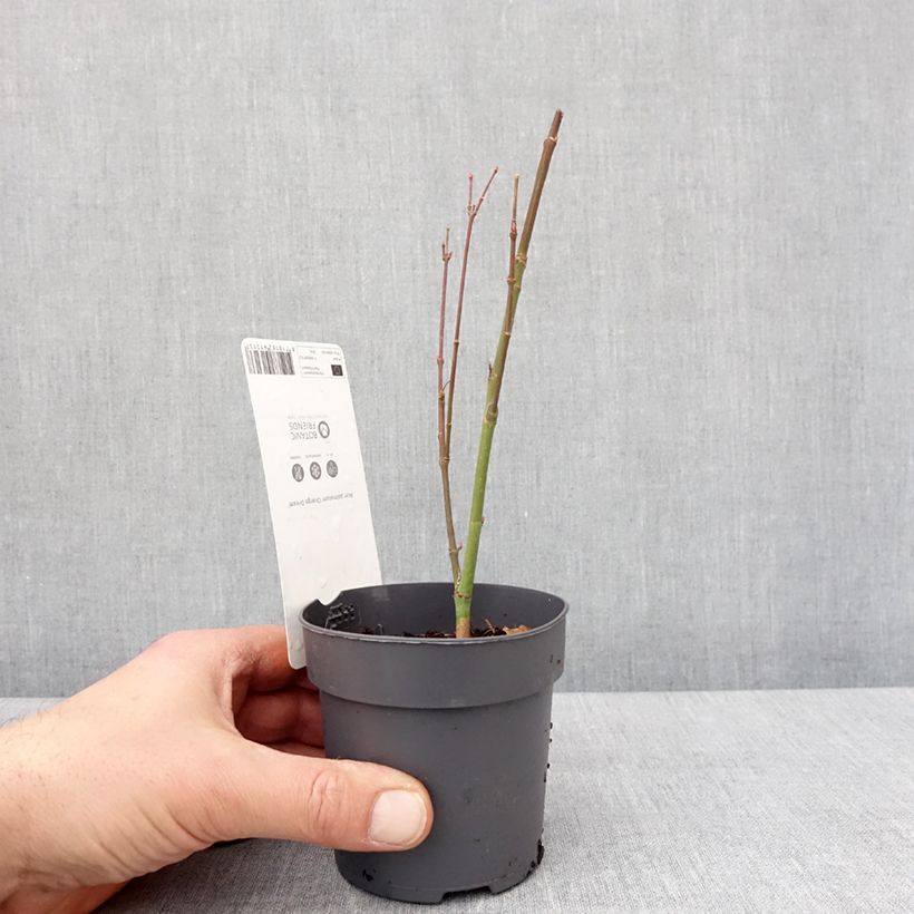 Acer palmatum Orange Dream - Japanese Maple 8/9 cm pot sample as delivered in winter