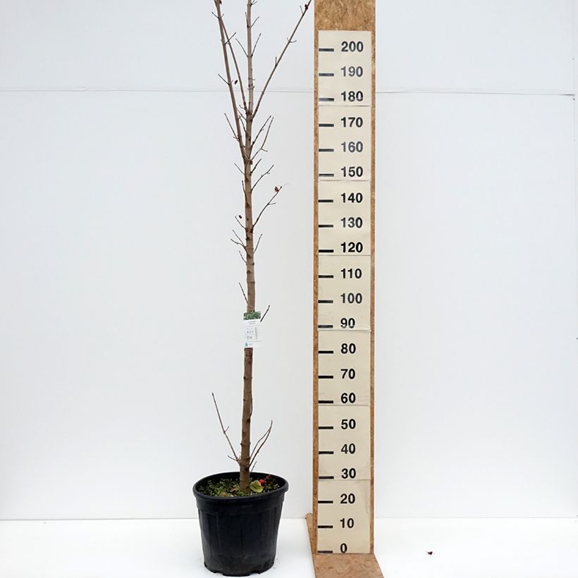 Acer platanoides Columnare - Maple 20L/25L pot, Standard sample as delivered in autumn