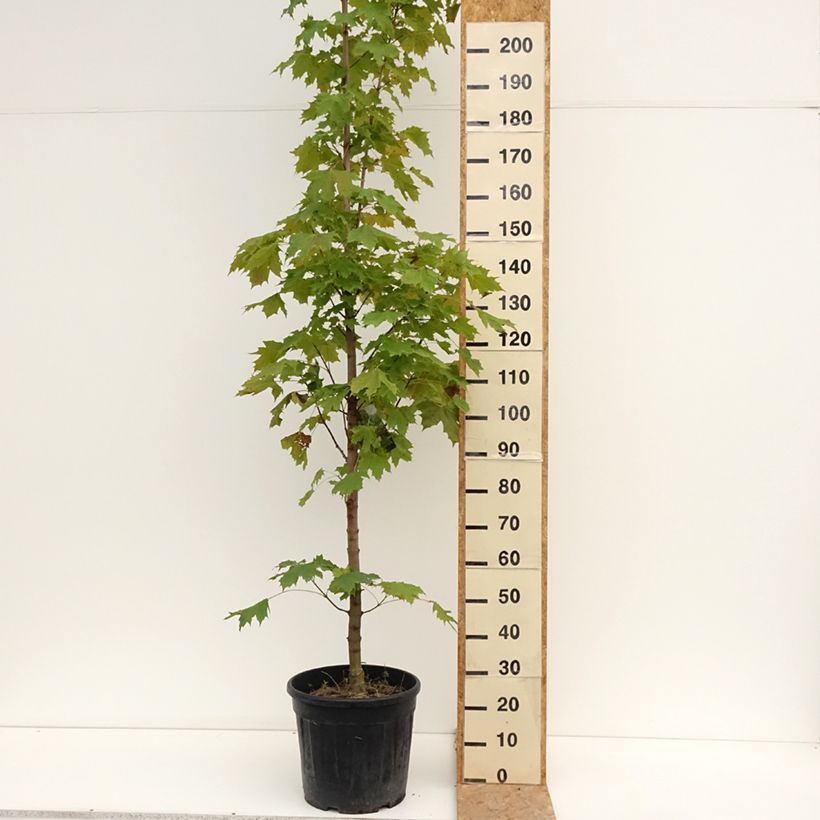 Acer platanoides Columnare - Maple 20L/25L pot sample as delivered in summer