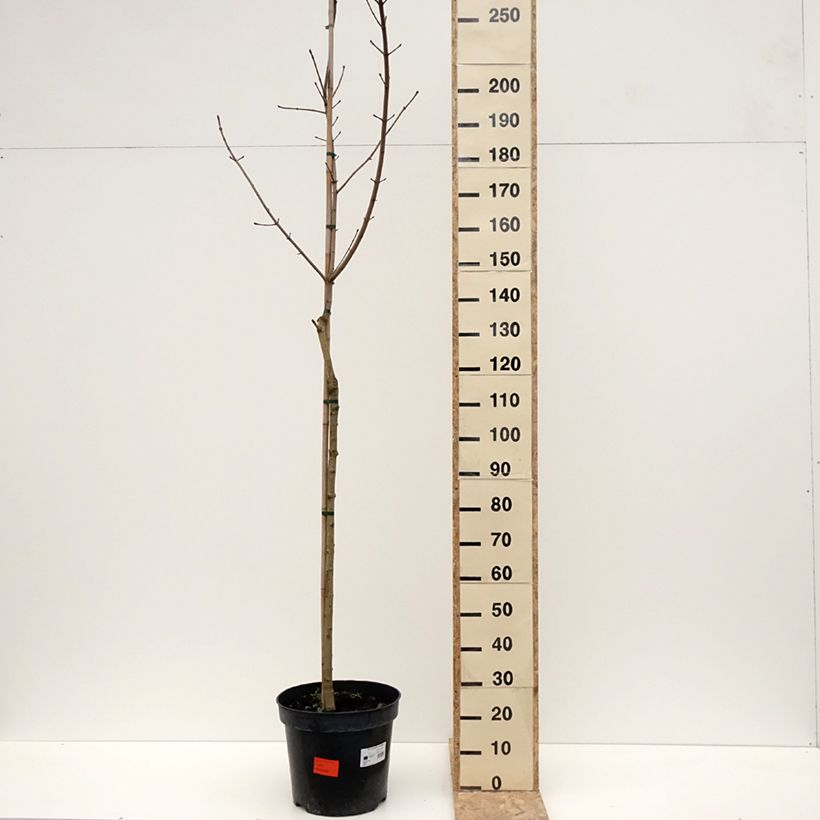 Acer platanoides Maculatum - Norway Maple 7.5L/10L pot sample as delivered in winter