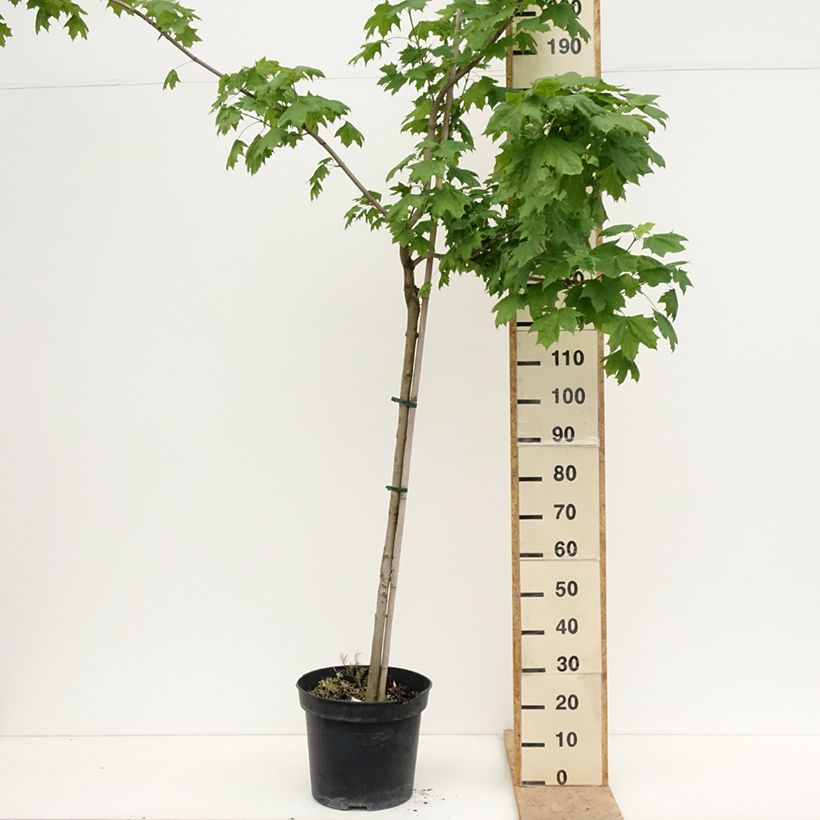 Acer platanoides Maculatum - Norway Maple 7.5L/10L pot, Standard sample as delivered in spring