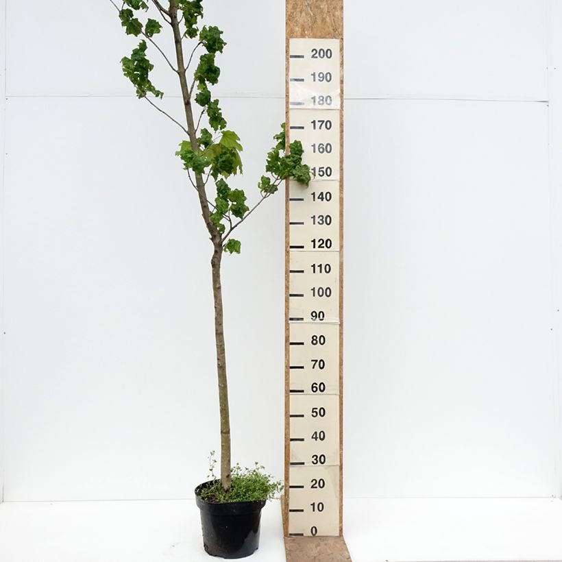 Acer platanoides Marylka - Norway Maple 7.5L/10L pot, Standard sample as delivered in spring