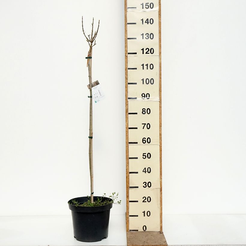 Acer platanoides Novush - Miniature Norway Maple 7.5L/10L pot, Standard sample as delivered in spring