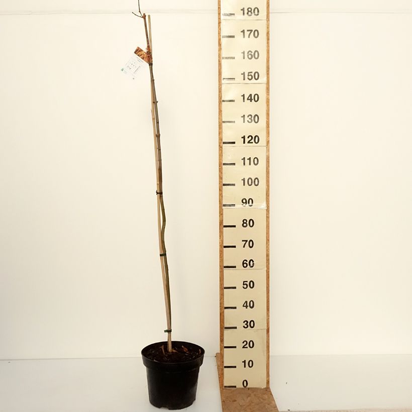 Acer platanoides Paldiski - Erable plane Pot de 12L/15L, Tige sample as delivered in autumn