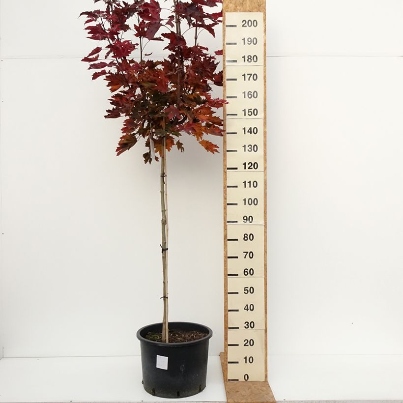 Acer platanoides Purple Globe - Norway maple 20L/25L pot, Standard sample as delivered in autumn