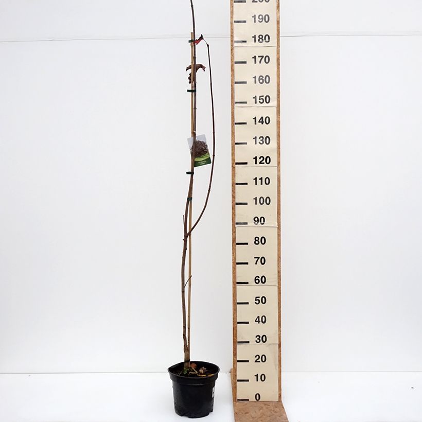 Acer platanoides Royal Red - Maple 7.5L/10L pot sample as delivered in autumn