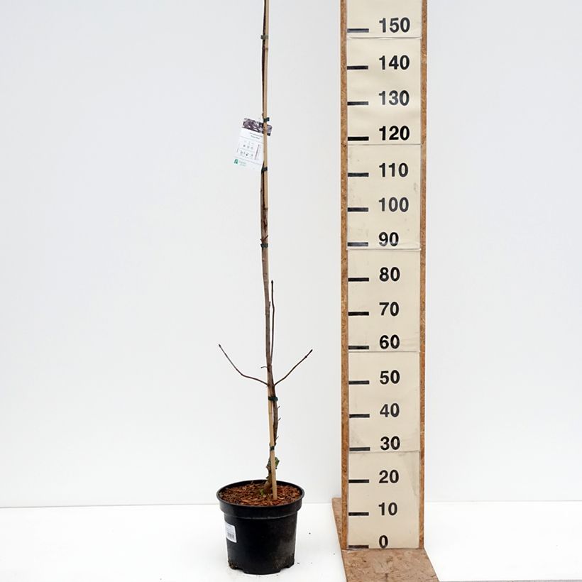 Acer platanoides Royal Red - Maple 7.5L/10L pot sample as delivered in winter