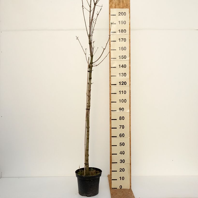 Acer platanoides Stollii - Norway Maple 20L/25L pot, Standard sample as delivered in autumn