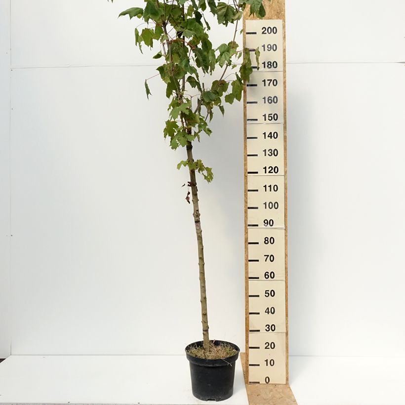 Acer platanoides Stollii - Norway Maple 20L/25L pot, Standard sample as delivered in summer