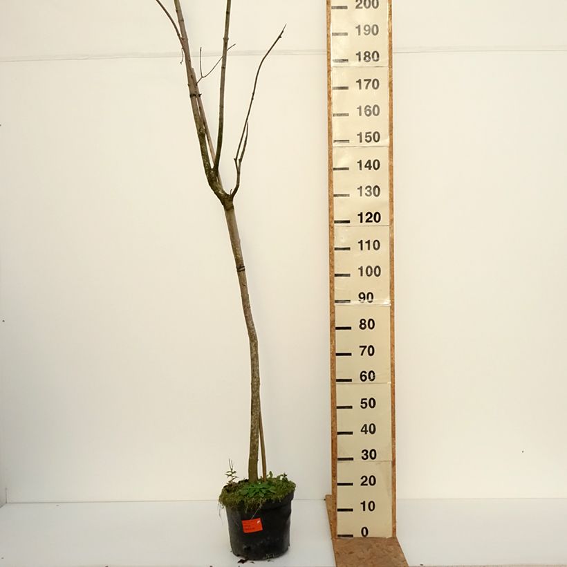 Acer platanoides Tharandt - Norway Maple 7.5L/10L pot sample as delivered in autumn