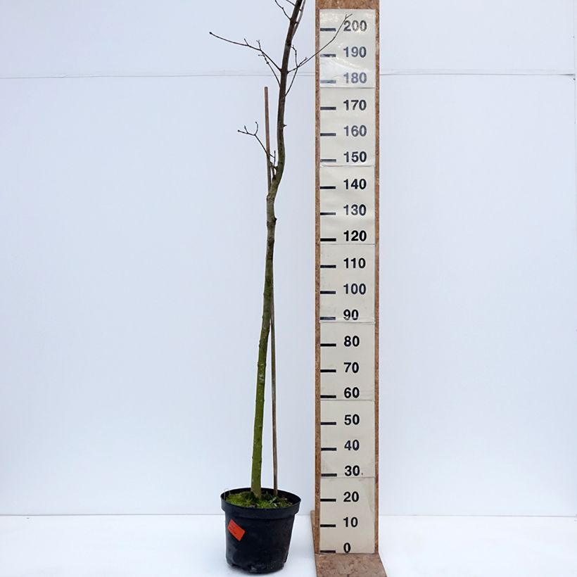 Acer platanoides Tharandt - Norway Maple 7.5L/10L pot, Standard sample as delivered in winter