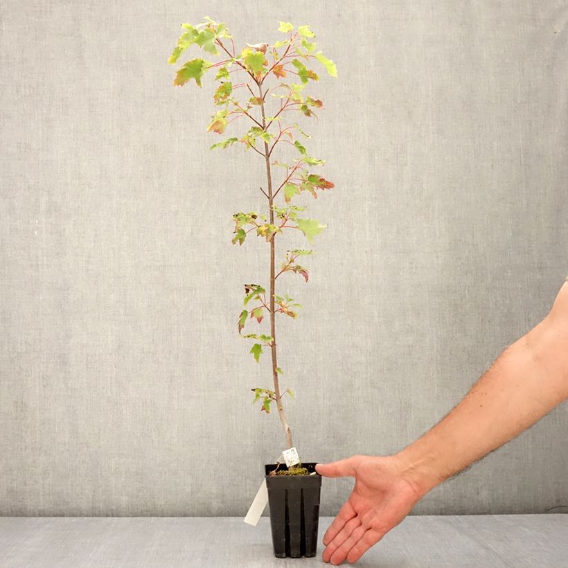 Acer rubrum Armstrong Gold - Red Maple 1L/1.5L pot sample as delivered in summer