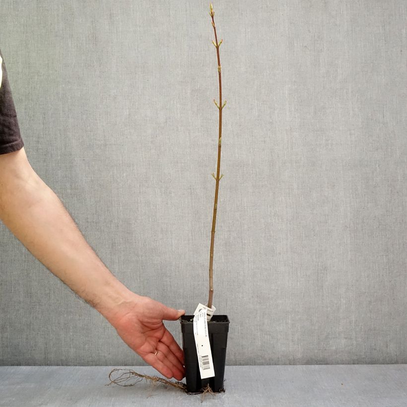 Acer rubrum Armstrong Gold - Red Maple 1L/1.5L pot sample as delivered in spring