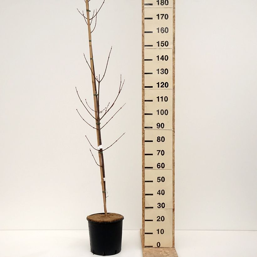 Acer rubrum Fairview Flame - Maple 7.5L/10L pot sample as delivered in winter