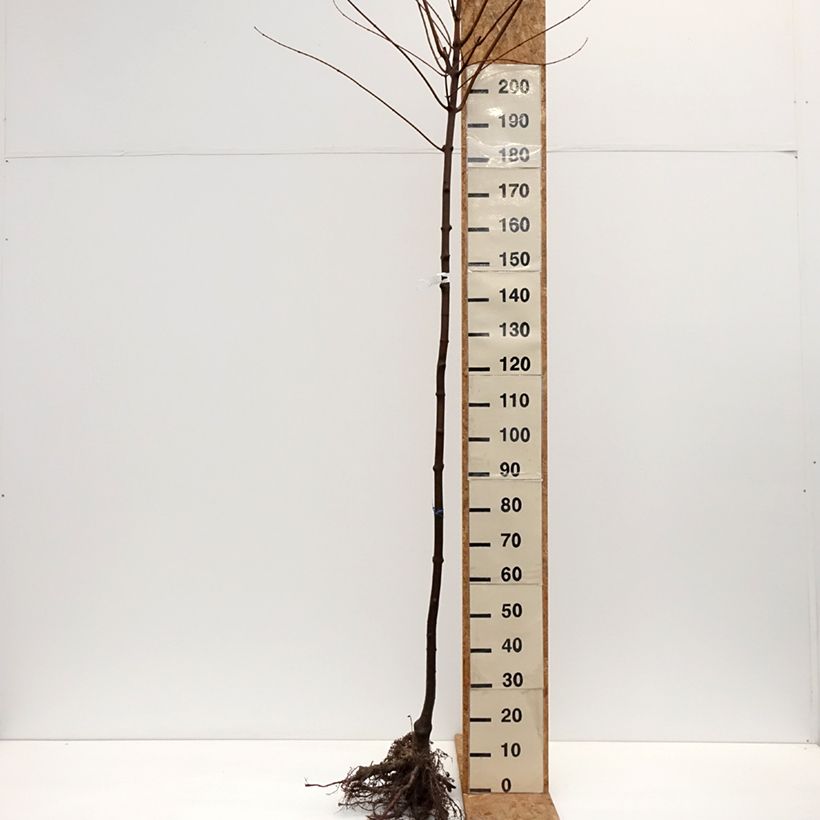 Acer rubrum Red Sunset - Maple Bare root sample as delivered in winter