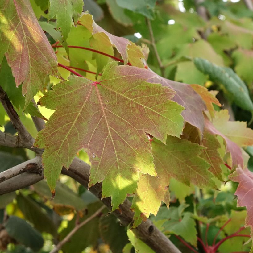 Acer rubrum Sekka - Red Maple (Foliage)