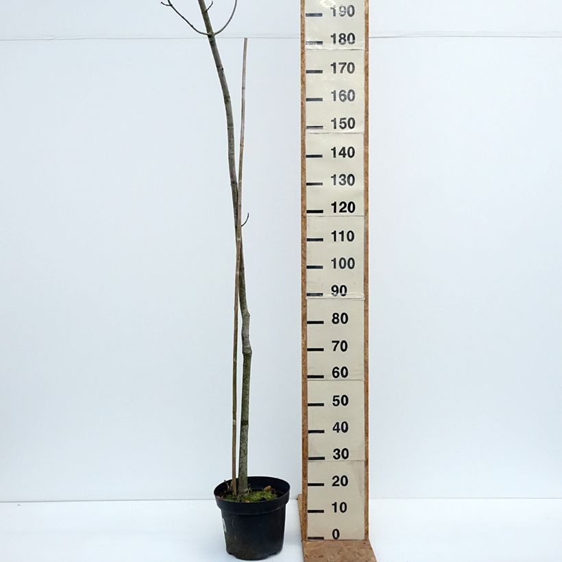 Acer rubrum Sekka - Red Maple 4L/5L pot sample as delivered in autumn