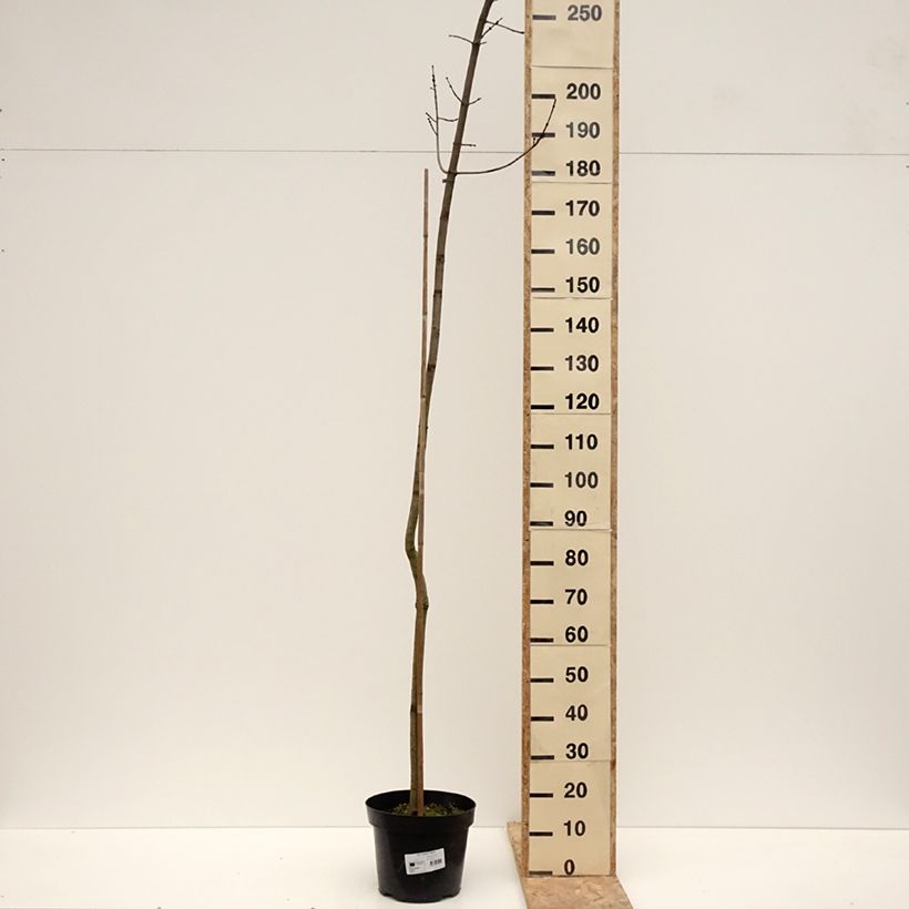 Acer rubrum Sekka - Red Maple 4L/5L pot sample as delivered in winter