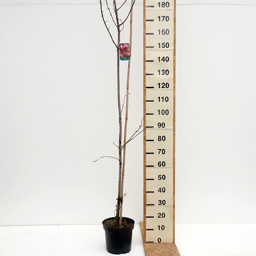 Acer rubrum Somerset - Red Maple 7.5L/10L pot sample as delivered in autumn