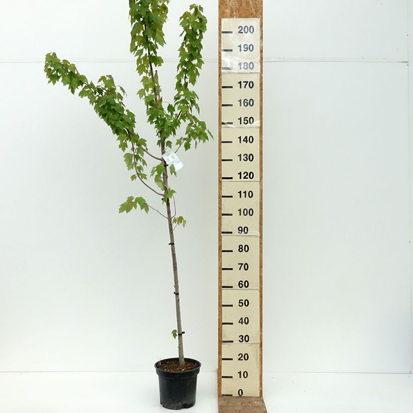 Acer rubrum Somerset - Erable rouge Pot de 7,5L/10L sample as delivered in summer