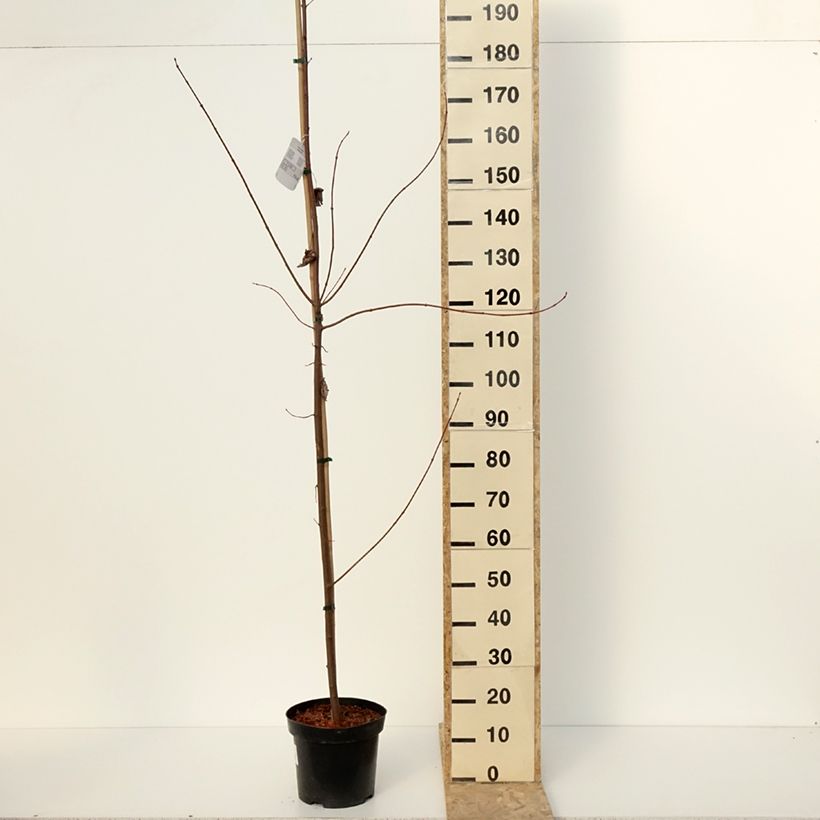 Acer rubrum Somerset - Red Maple 7.5L/10L pot sample as delivered in winter