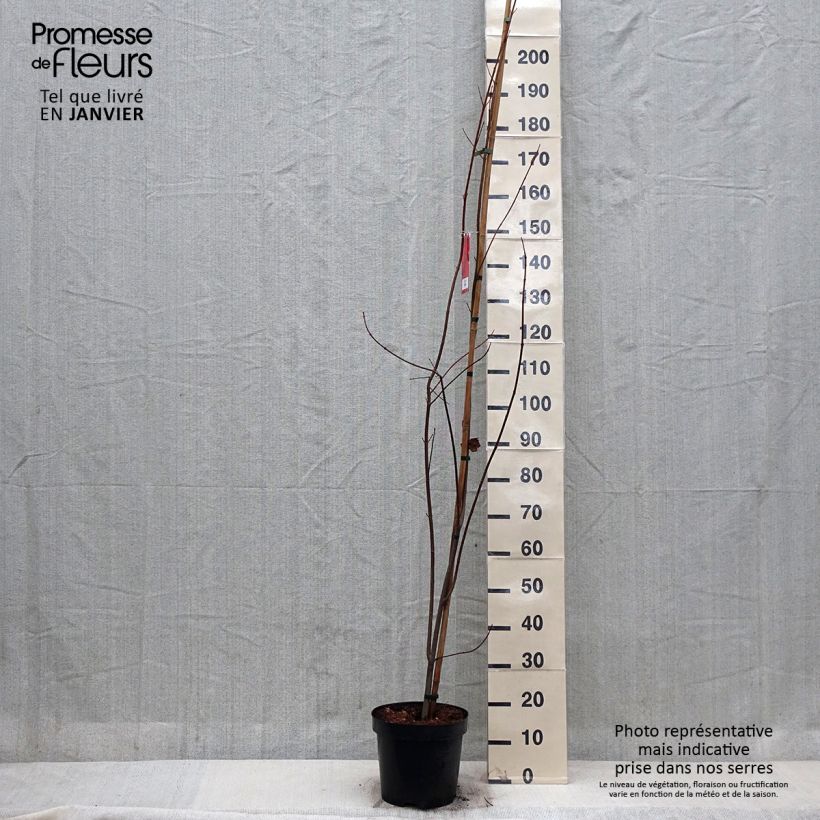 Acer rubrum Sun Valley - Maple 7.5L/10L pot sample as delivered in winter