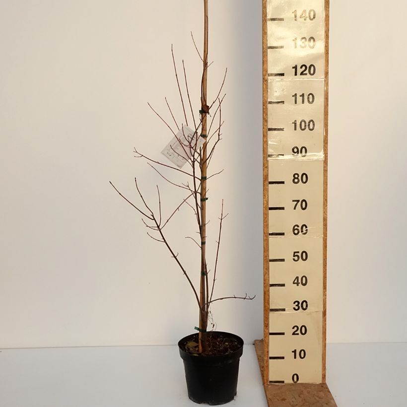 Acer rubrum Sun Valley - Maple 7.5L/10L pot, Sapling sample as delivered in autumn
