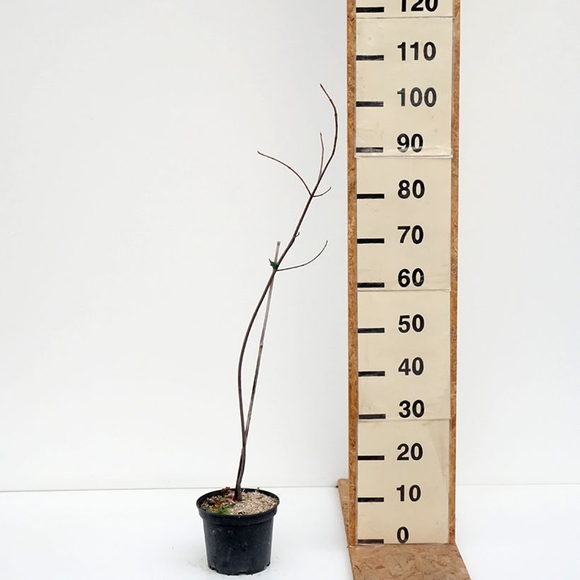 Acer saccharinum Laciniatum Wieri - Maple 3L/4L pot sample as delivered in autumn
