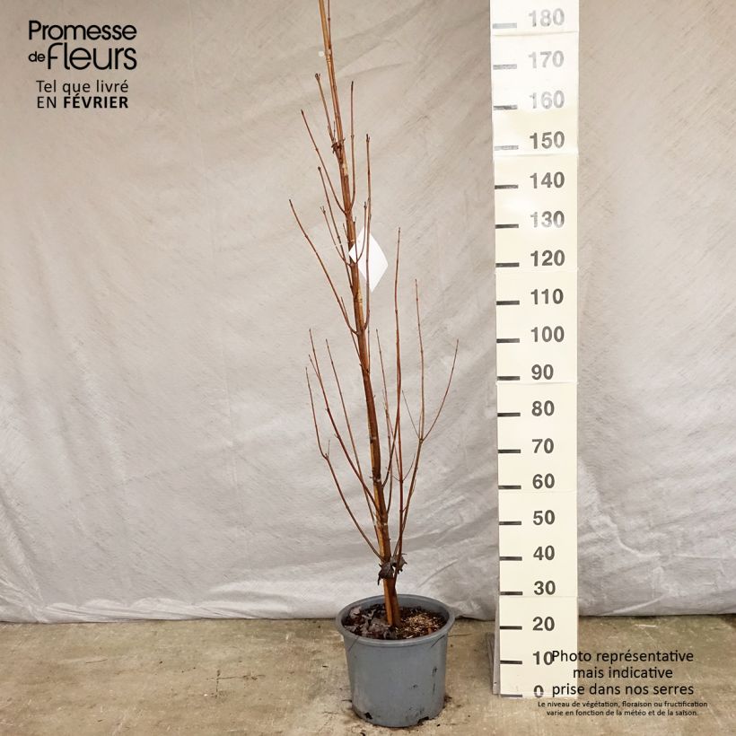 Acer saccharinum Pyramidale - Maple 7.5L/10L pot sample as delivered in winter